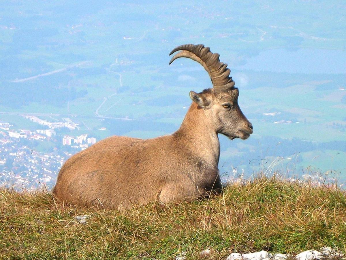 Fewo Berghex Διαμέρισμα Pinswang Εξωτερικό φωτογραφία